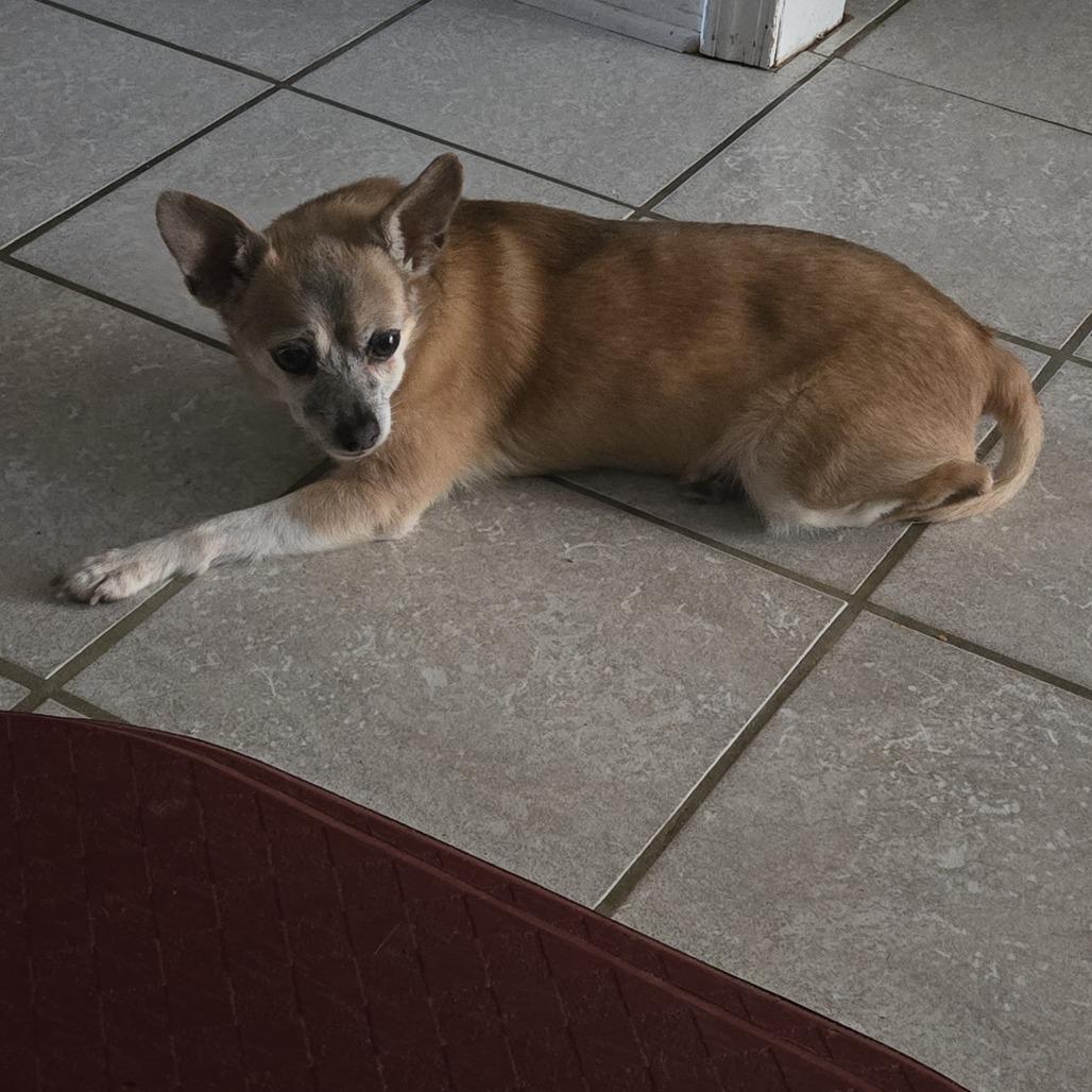 Enlarge Cici - Courtesy Post, a Adoptable Chihuahua in Gulfport, MS image 6/6