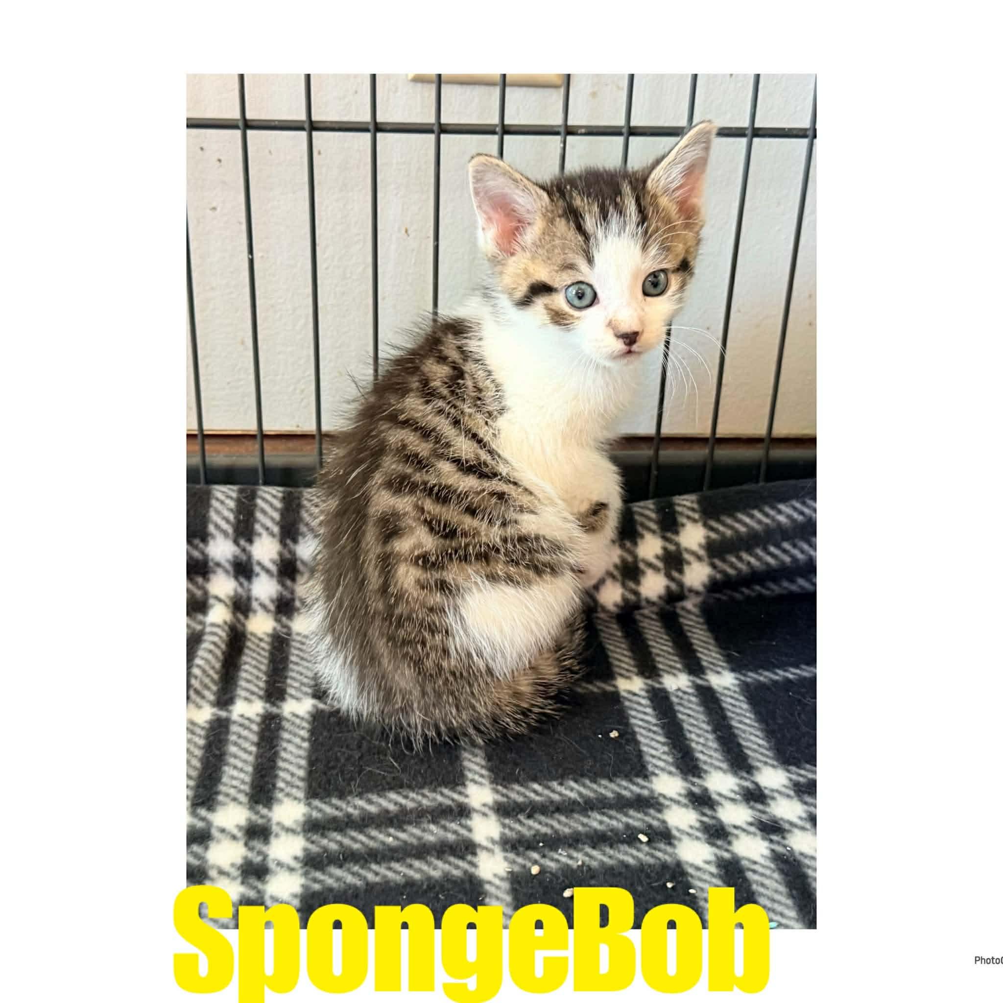 Enlarge SpongeBob, a ADOPTABLE mixed breed in Ashland, KY image 2/2