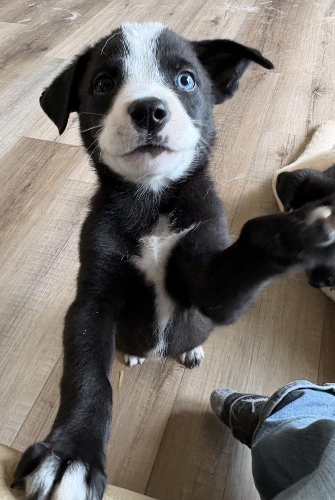 Enlarge Coach Beard-Ted Lasso Litter, a Adoptable mixed breed in Columbus, OH image 1/2