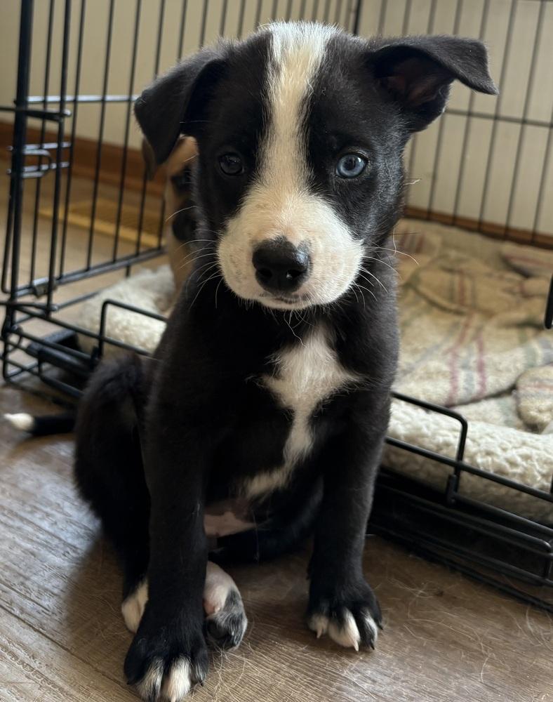 Enlarge Coach Beard-Ted Lasso Litter, a Adoptable mixed breed in Columbus, OH image 2/2
