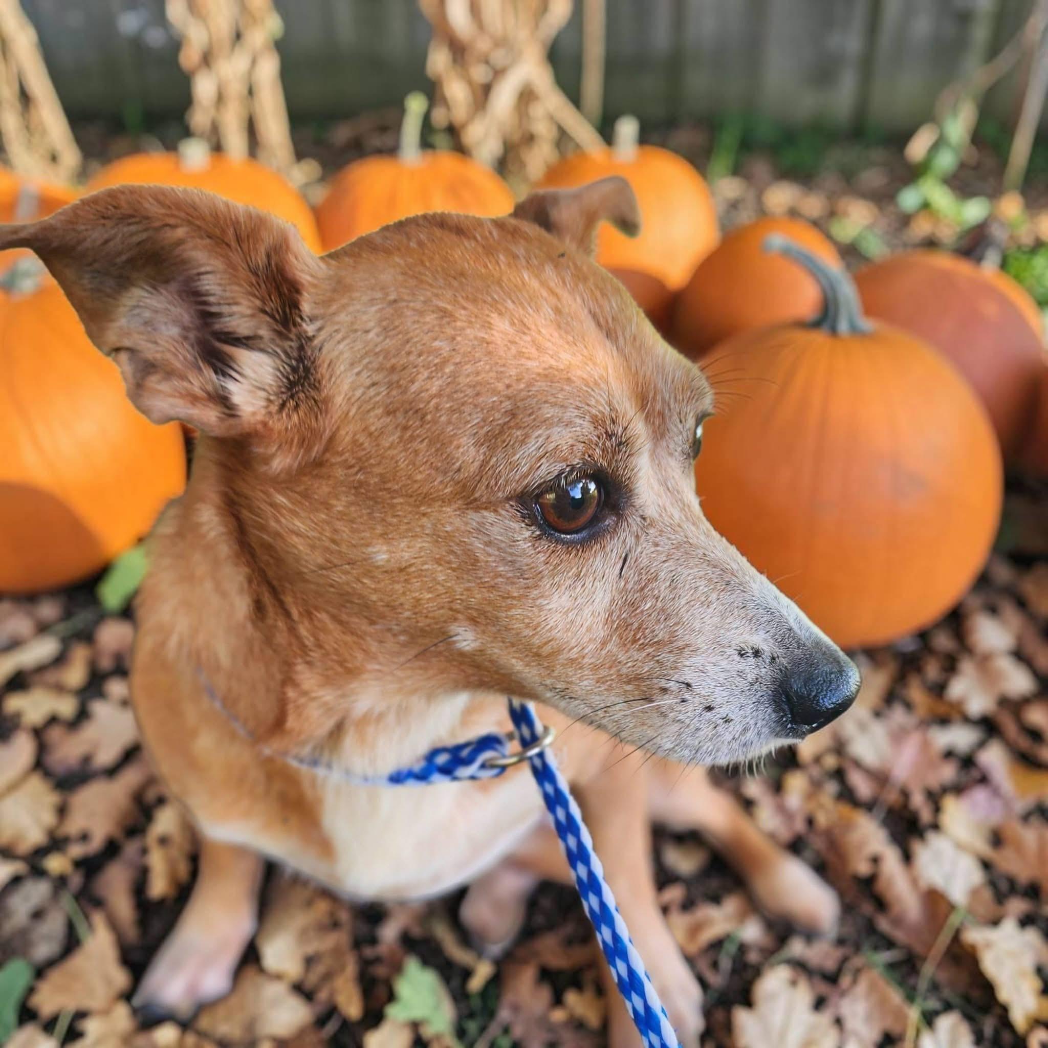 Haitia, Adoptable, Adult Female Chihuahua.