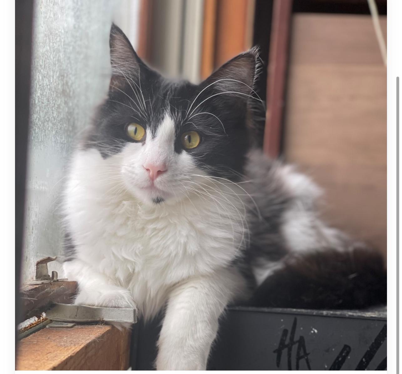 Miles, an adoptable Domestic Medium Hair in Bangor, ME, 04401 | Photo Image 1