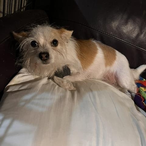 Enlarge Bebe, a Adoptable mixed breed in Oak Forest, IL image 4/6