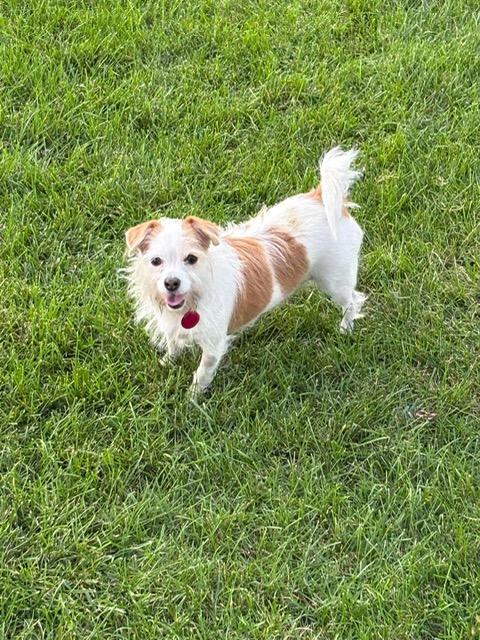 Enlarge Bebe, a Adoptable mixed breed in Oak Forest, IL image 5/6