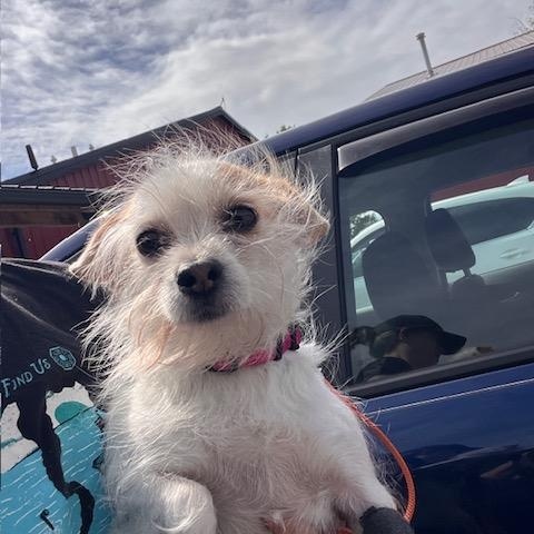 Enlarge Bebe, a Adoptable mixed breed in Oak Forest, IL image 3/6