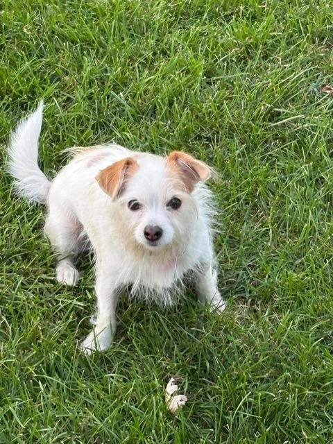 Enlarge Bebe, a Adoptable mixed breed in Oak Forest, IL image 2/6