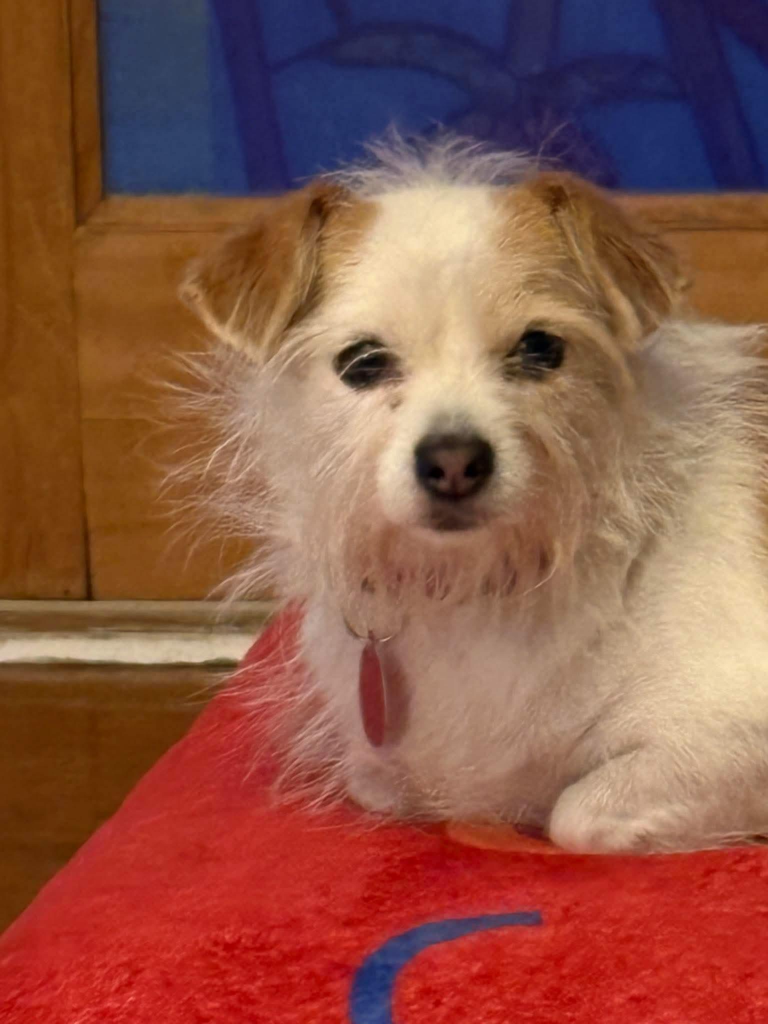 Bebe, Adoptable, Adult Female Chihuahua & Jack Russell Terrier.