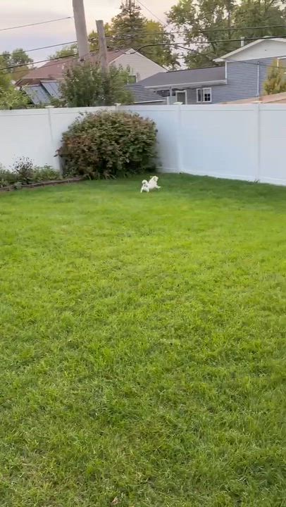 Enlarge Bebe, a Adoptable mixed breed in Oak Forest, IL video 6/6