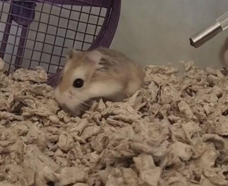 Enlarge Princess & Peach, a Adoptable Hamster in Frederick, MD image 1/3