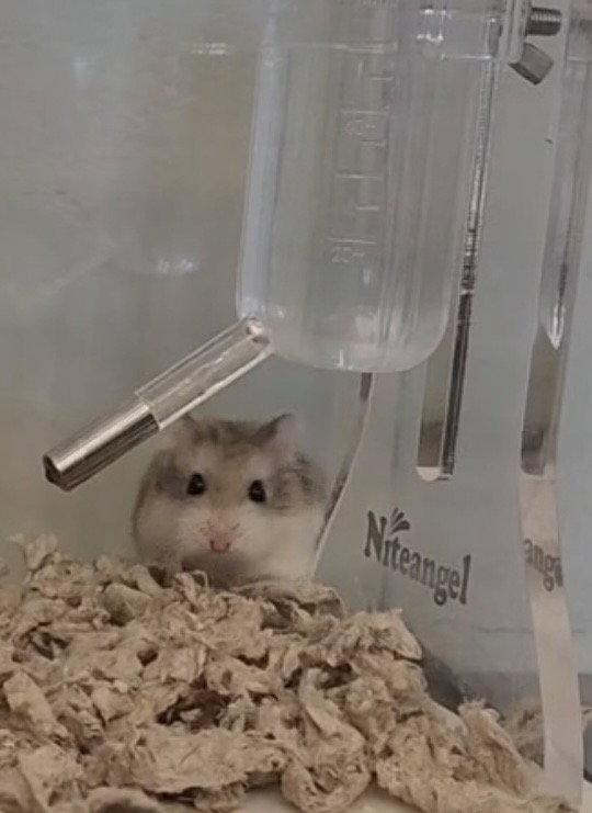 Enlarge Princess & Peach, a Adoptable Hamster in Frederick, MD image 2/3