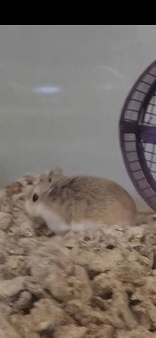 Enlarge Princess & Peach, a Adoptable Hamster in Frederick, MD image 3/3