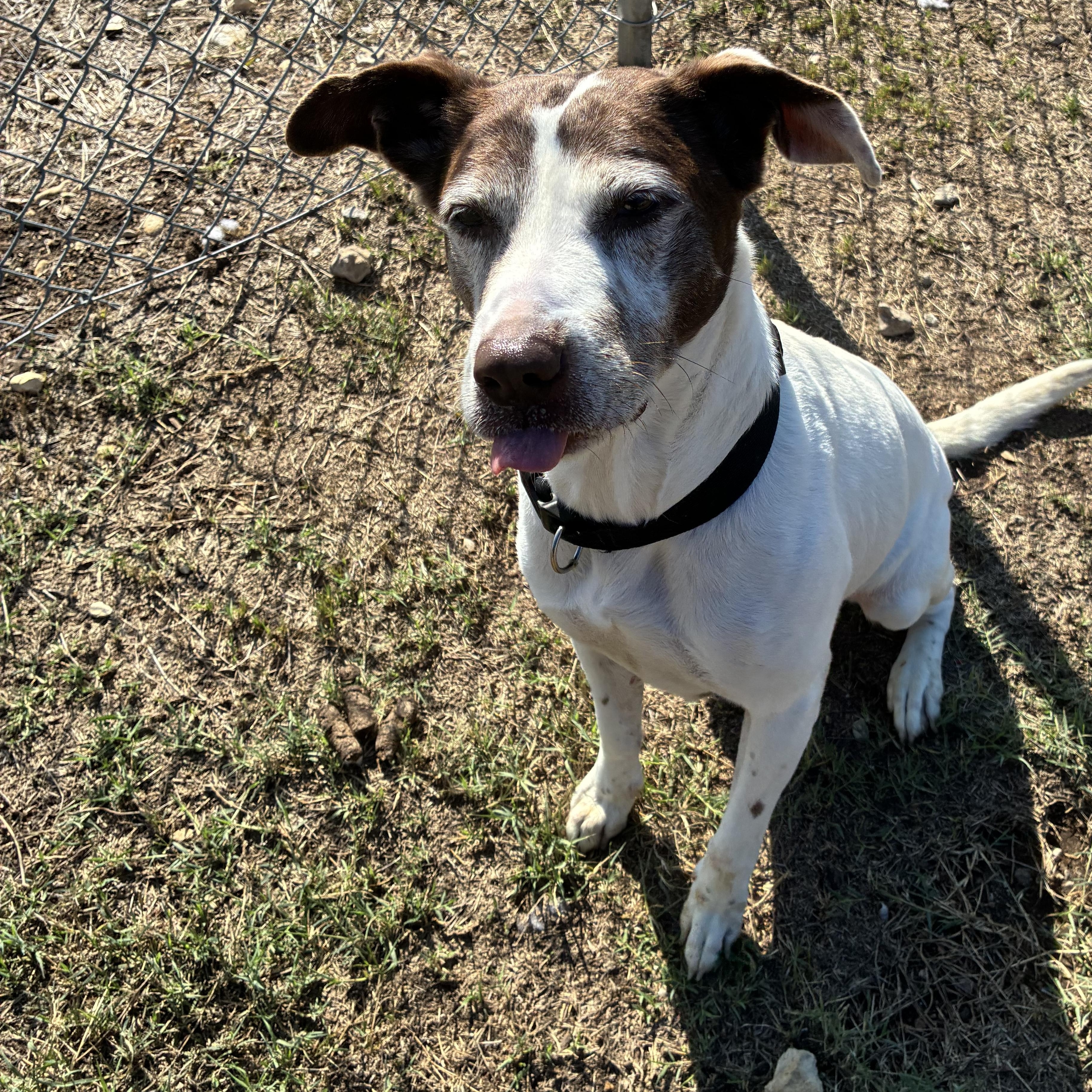 Enlarge Carly Marie, a Adoptable mixed breed in Converse, TX image 3/4