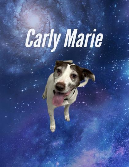 Enlarge Carly Marie, a Adoptable mixed breed in Converse, TX image 1/1