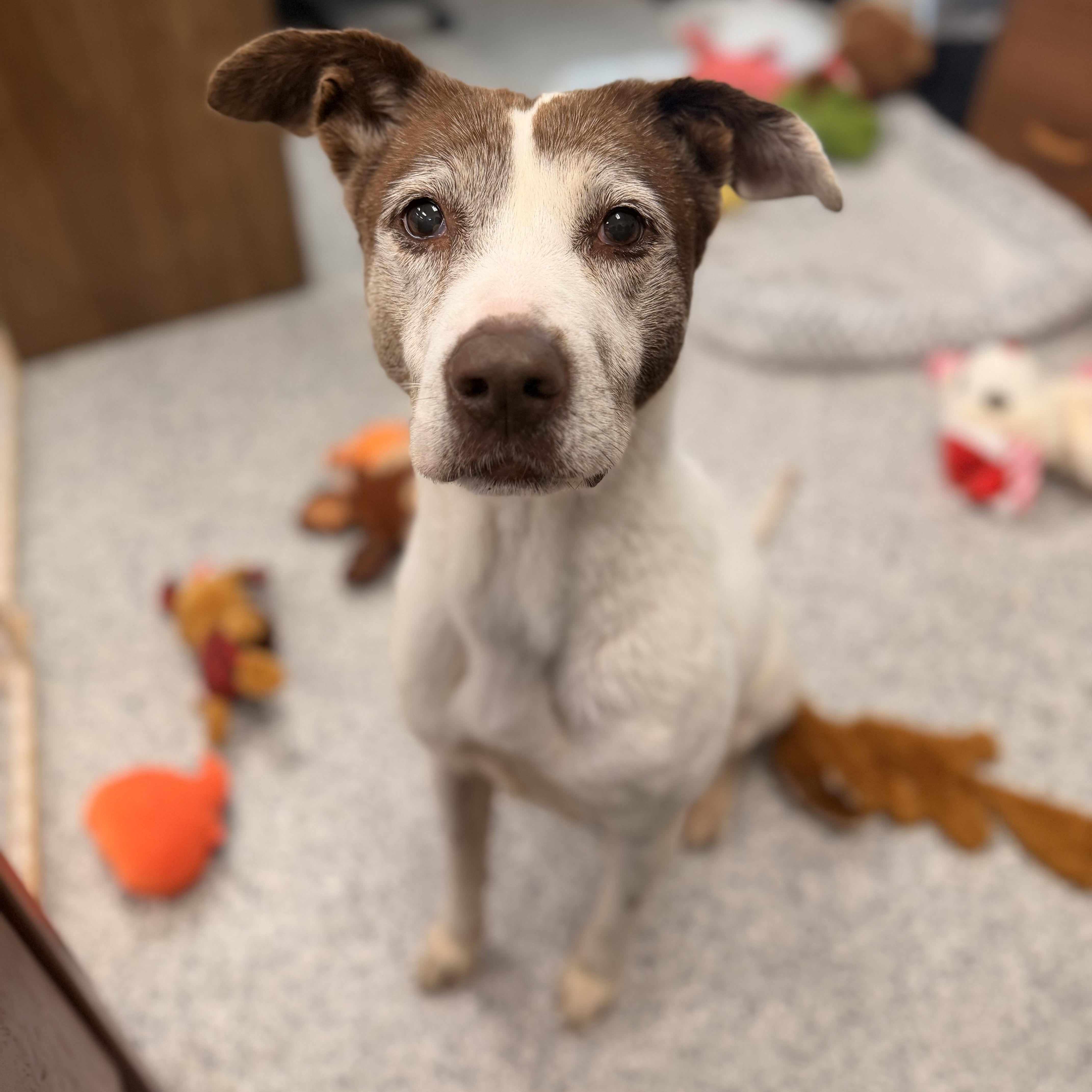 Enlarge Carly Marie, a Adoptable mixed breed in Converse, TX image 4/4