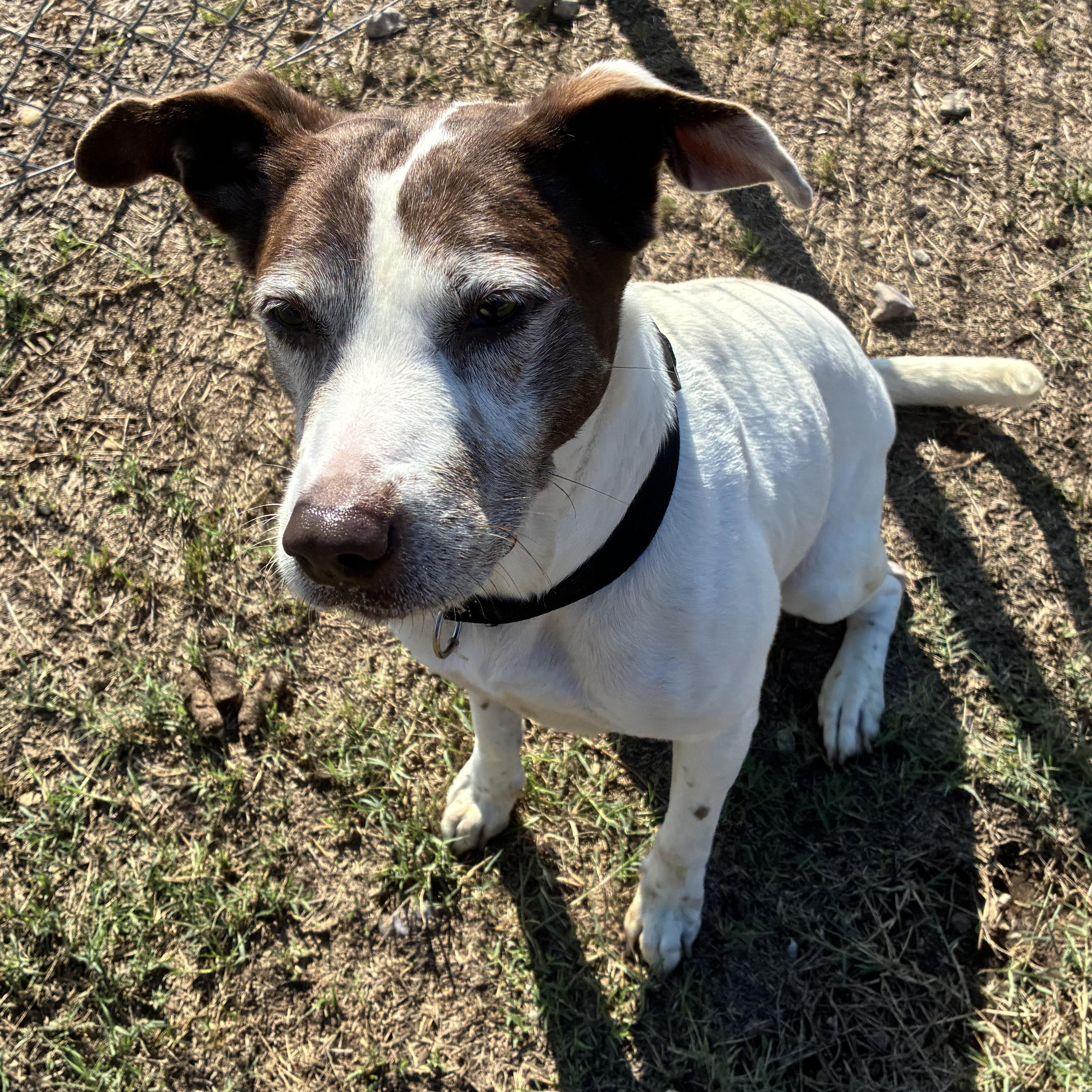 Enlarge Carly Marie, a Adoptable mixed breed in Converse, TX image 2/4
