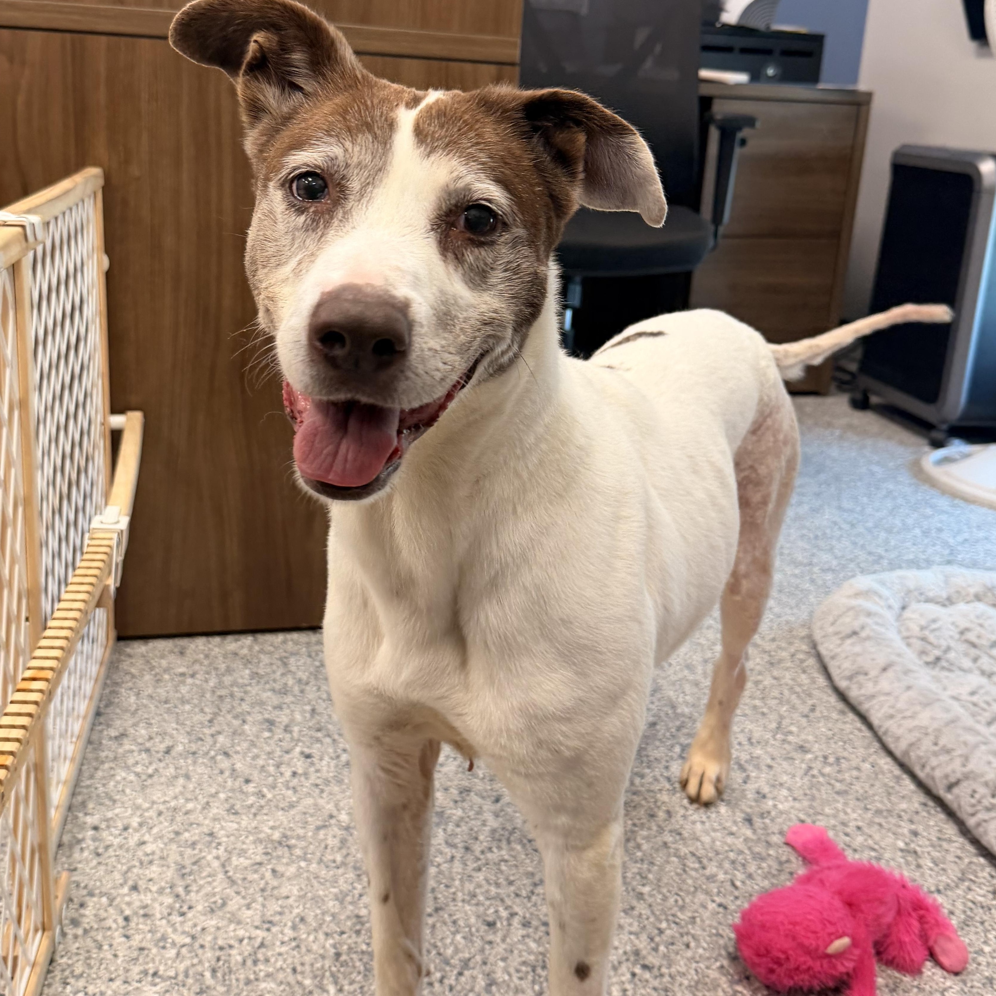 Carly Marie, Adoptable, Senior Female American Foxhound.
