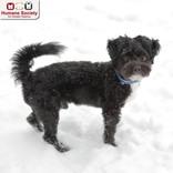 Enlarge Samuel, an adopted mixed breed in Nashua, NH image 1/2