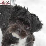 Enlarge Samuel, an adopted mixed breed in Nashua, NH image 2/2