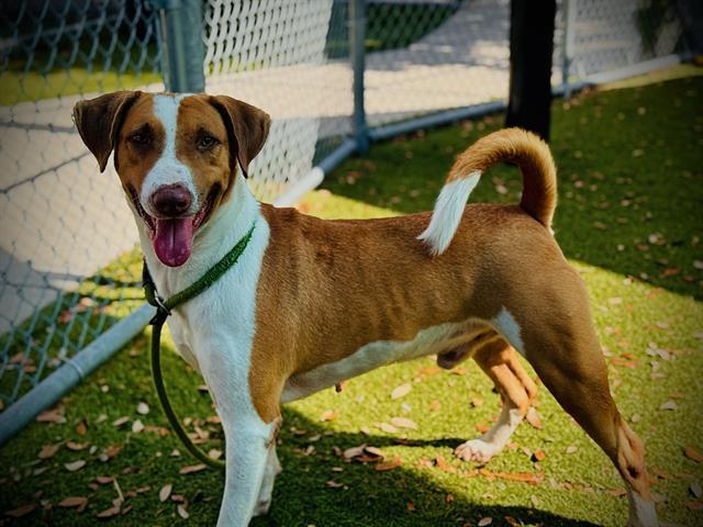 NEVILLE, Adoptable, Adult Male Foxhound & Mixed Breed.