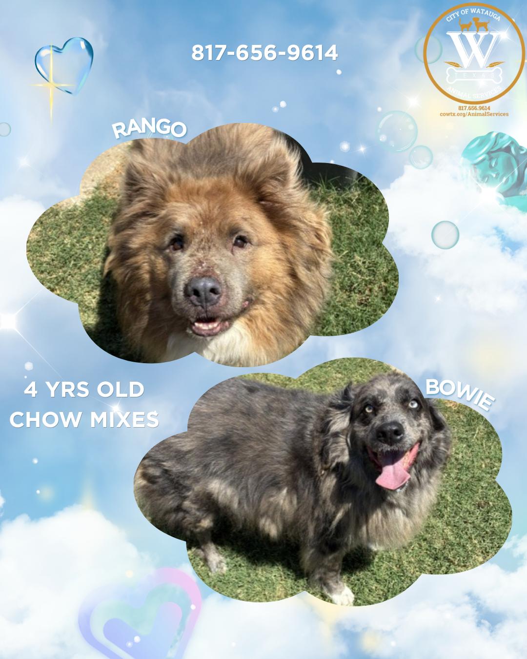 Bowie & Rango, ADOPTABLE, Adult Male Chow Chow.