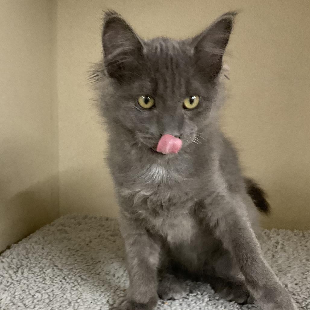 Enlarge Nebula (KM 8 (Gray Kitten), a Adoptable Domestic Medium Hair in Colorado Springs, CO image 1/1