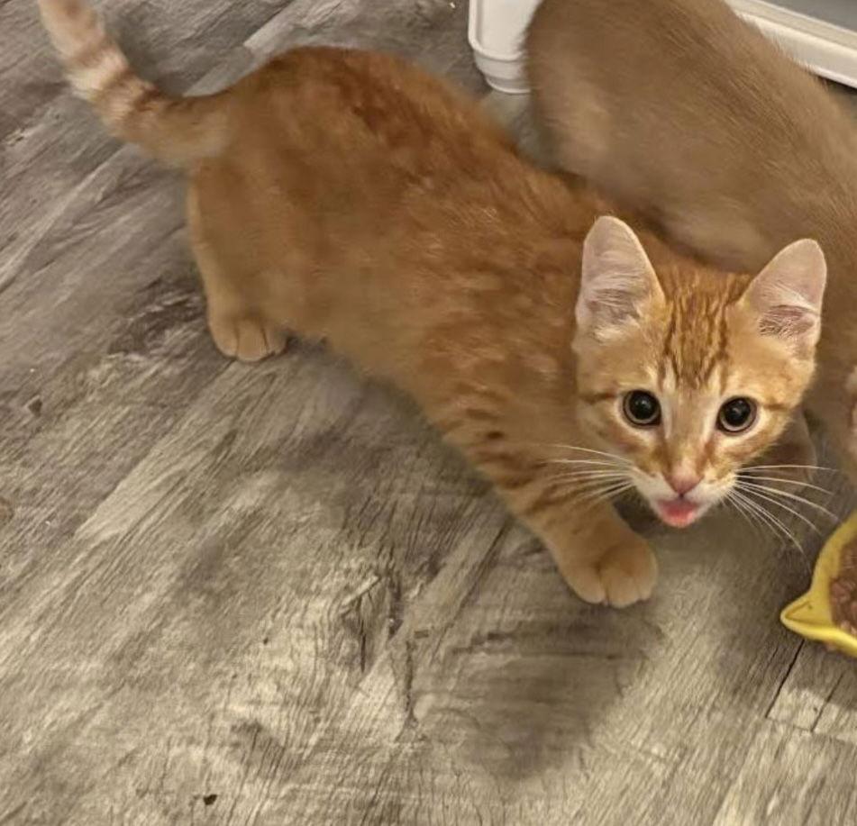 Enlarge Macaroon, a Adoptable Domestic Short Hair in Minneapolis, MN image 1/3