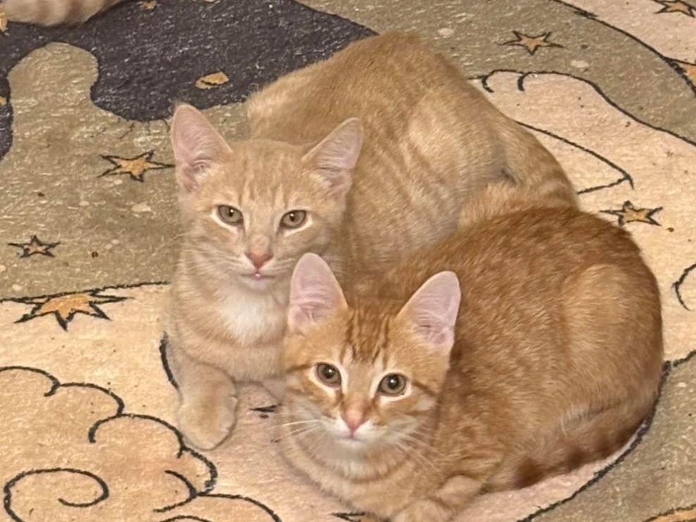 Enlarge Macaroon, a Adoptable Domestic Short Hair in Minneapolis, MN image 2/3