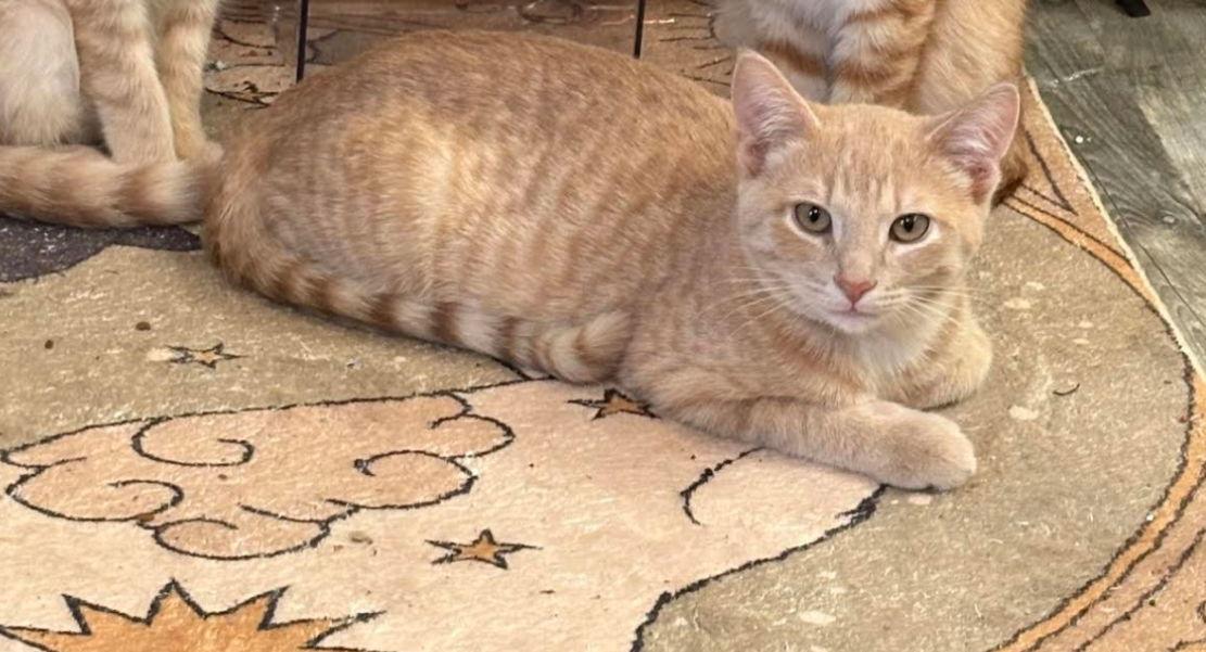 Enlarge Macaroon, a Adoptable Domestic Short Hair in Minneapolis, MN image 3/3