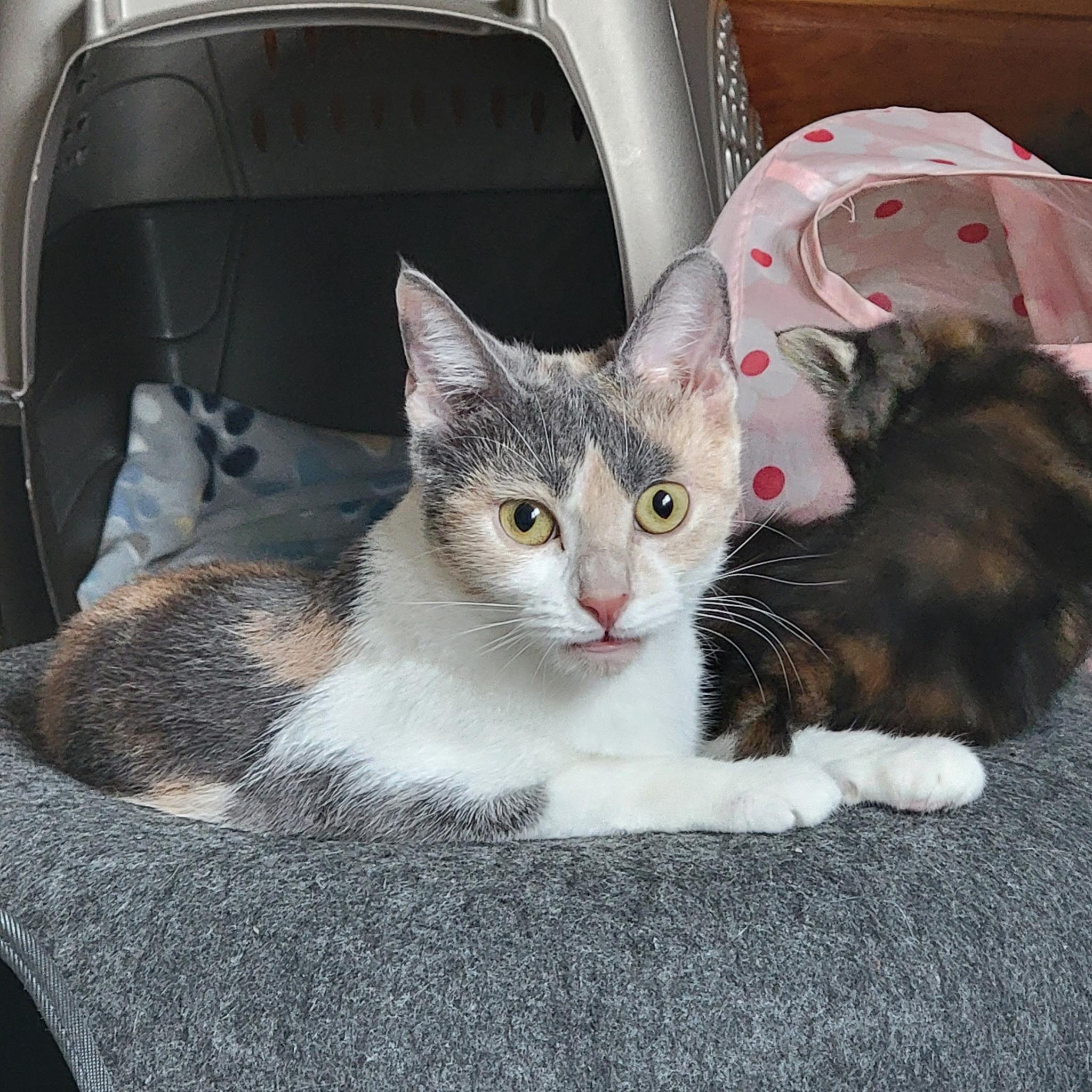 Rosie photo 5