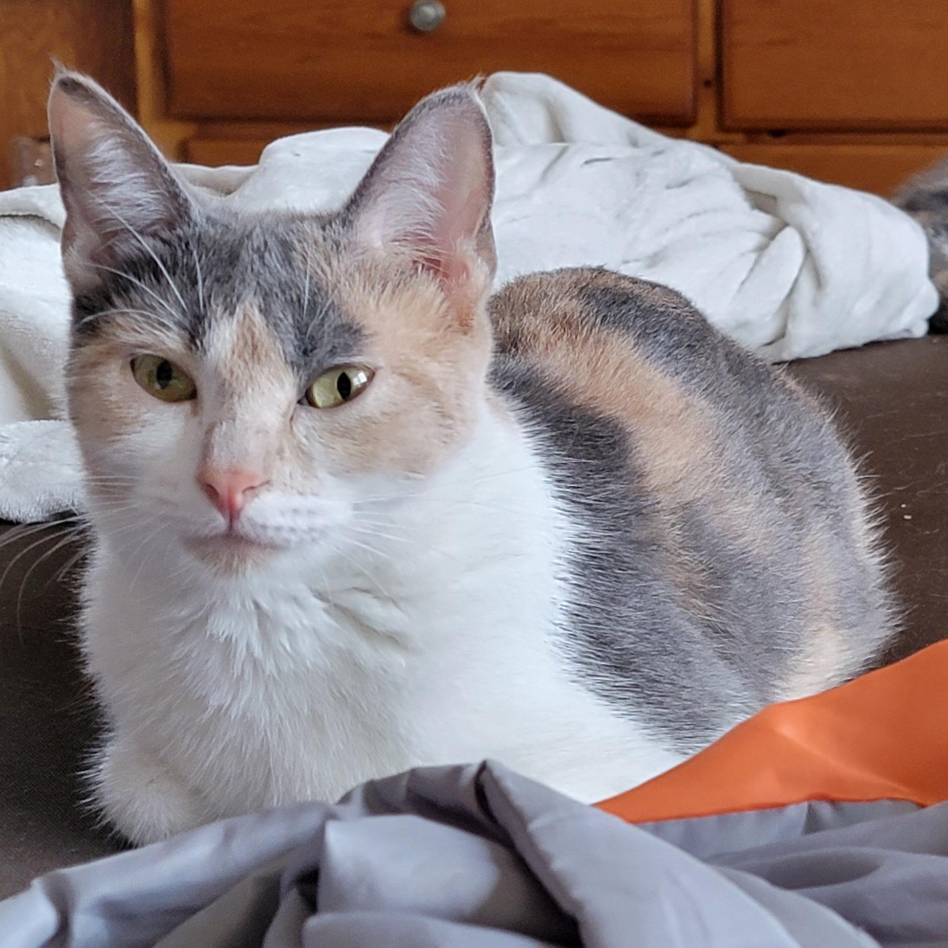 Rosie
