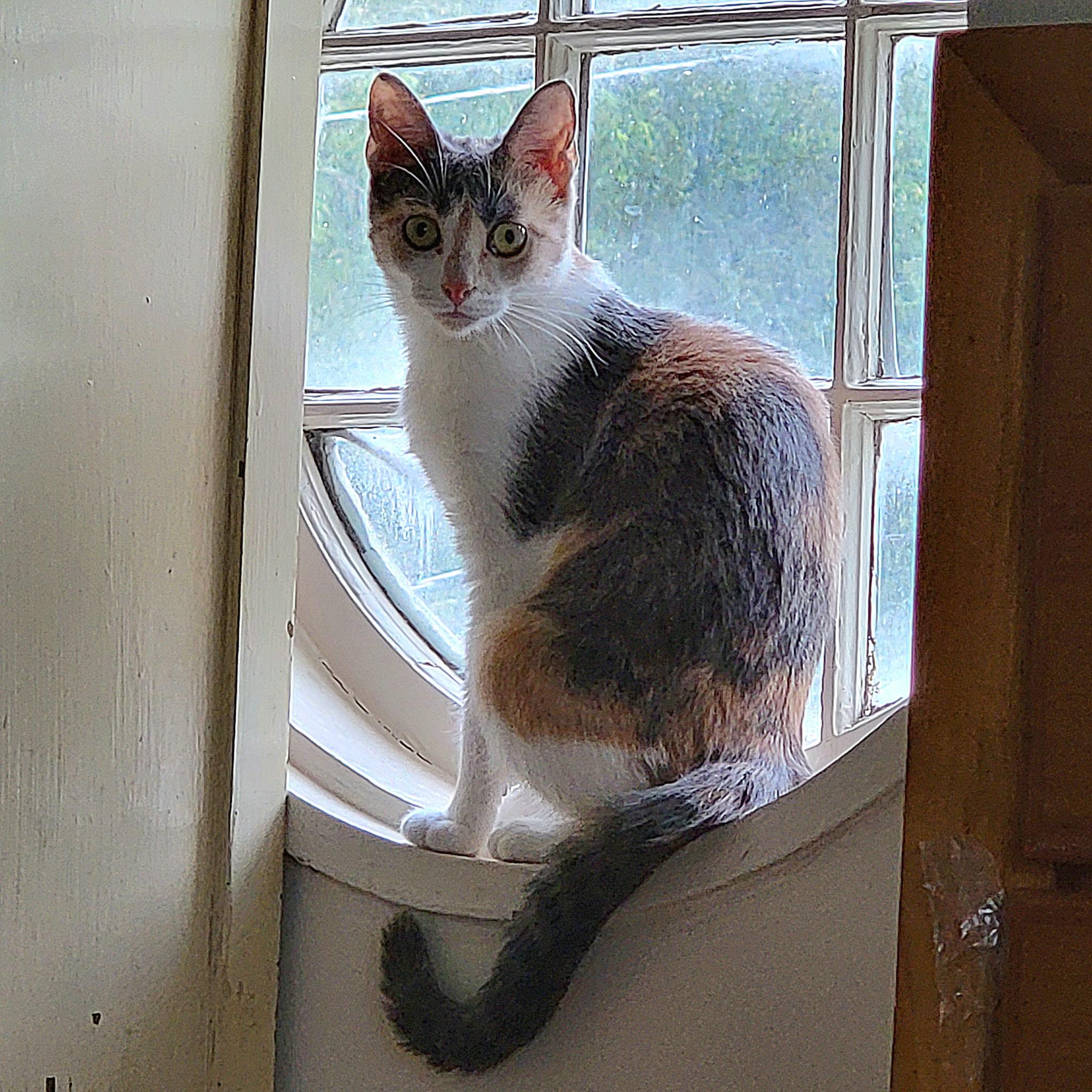 Rosie photo 3