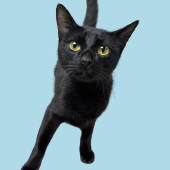 Brie — thumbnail 2