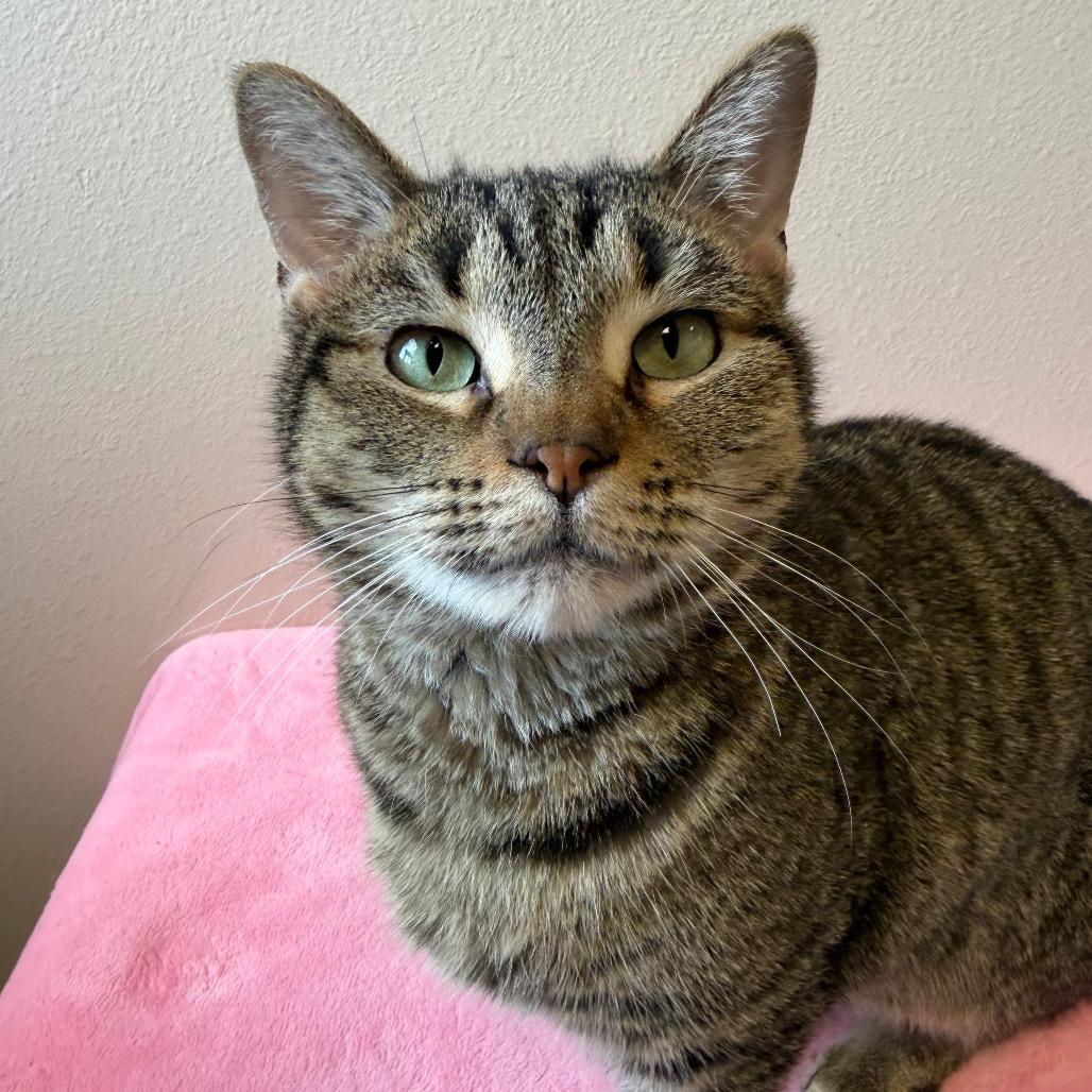 Enlarge Phyllis, a Adoptable Domestic Short Hair in Cody, WY image 2/2