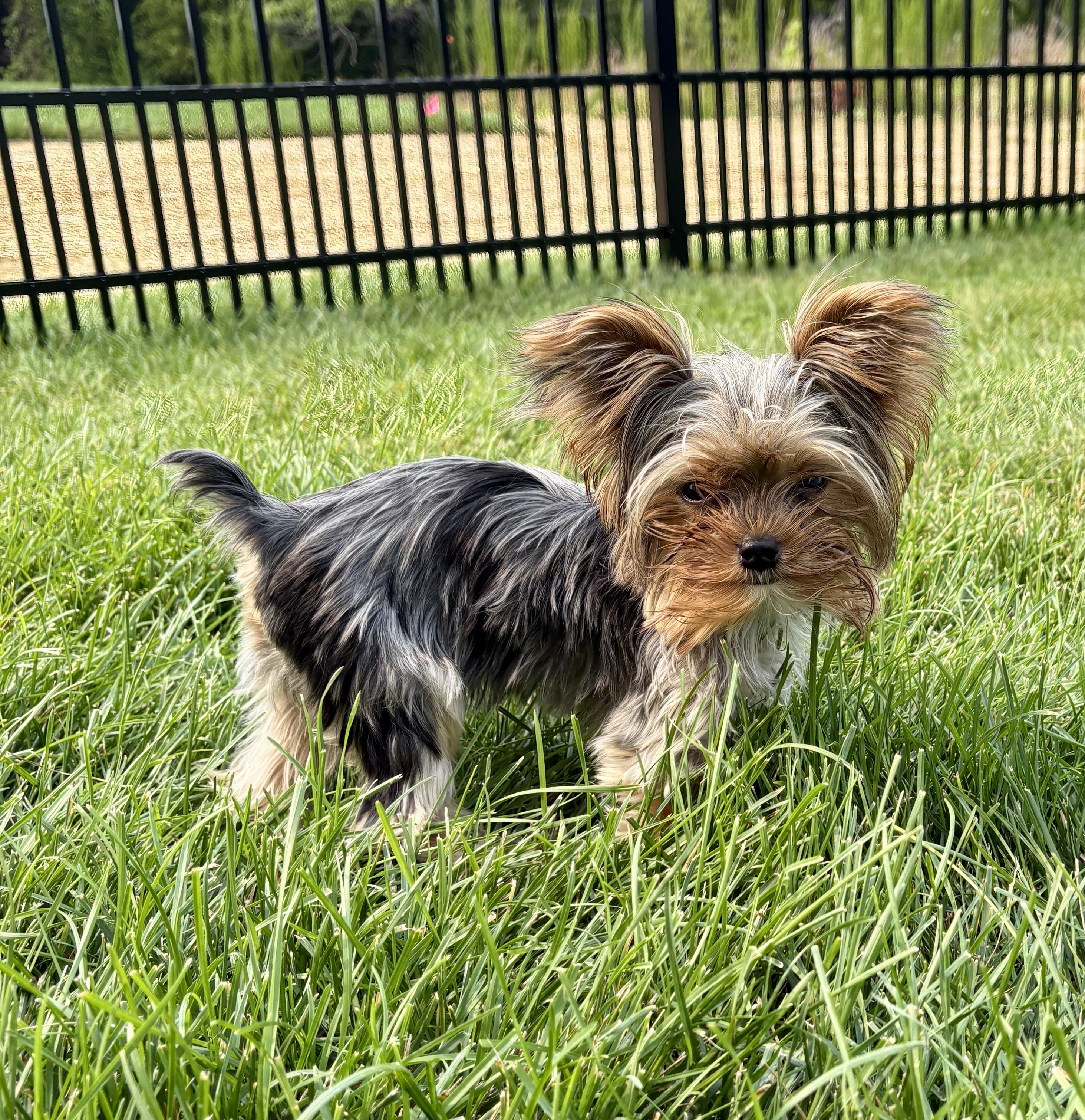 Buddy Holly, ADOPTABLE, Puppy Male Yorkshire Terrier.