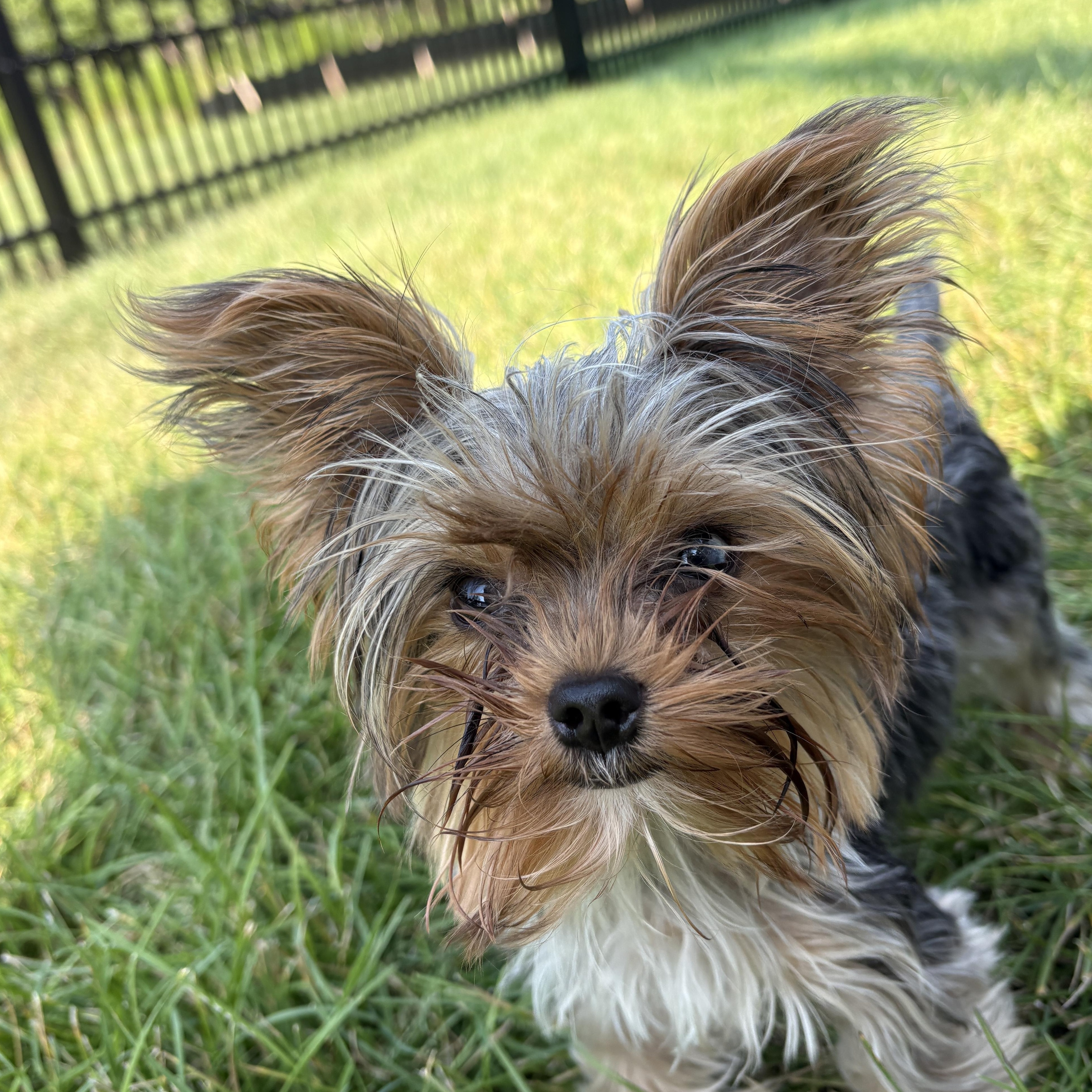 Enlarge Buddy Holly, a ADOPTABLE Yorkshire Terrier in Lewes, DE image 2/2