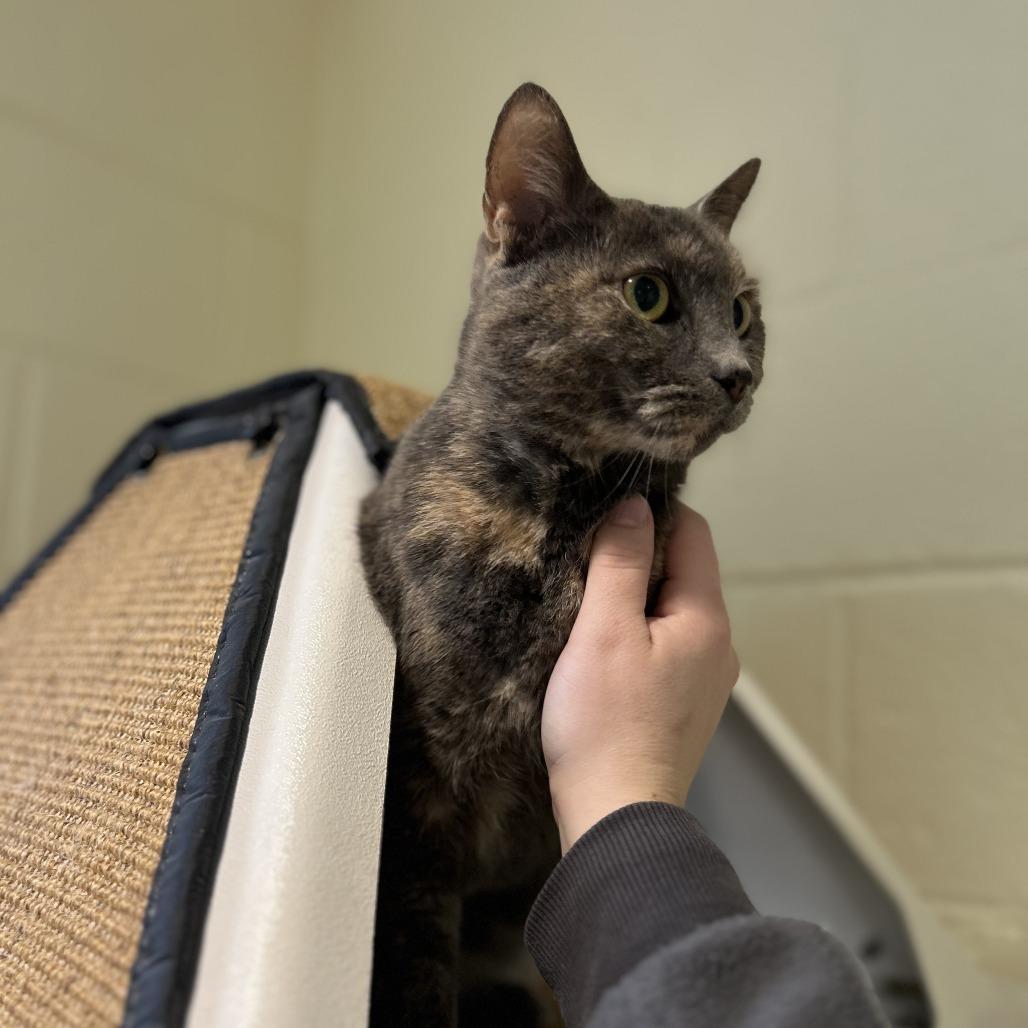 Enlarge Kit, a Adoptable mixed breed in Chesapeake, VA image 1/4