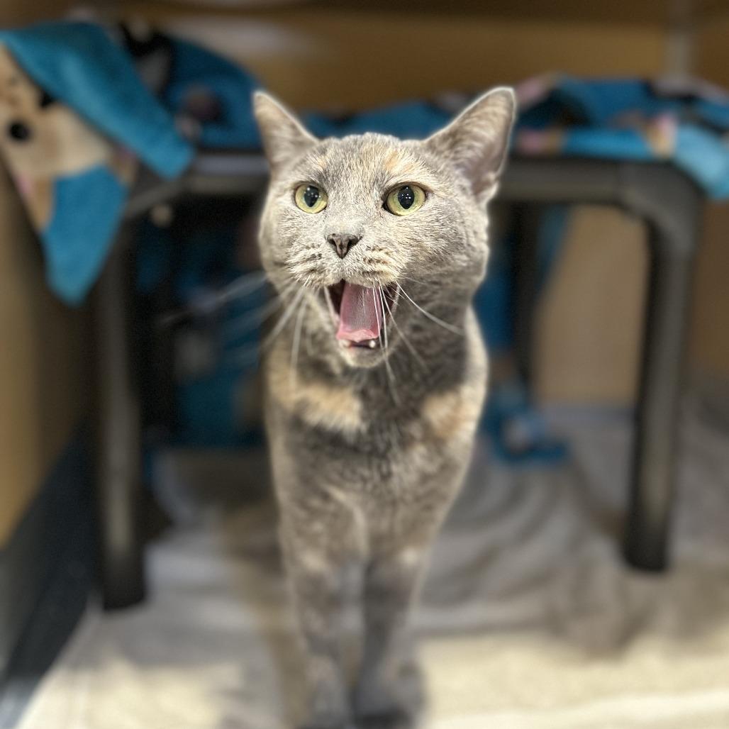 Enlarge Kit, a Adoptable mixed breed in Chesapeake, VA image 2/4