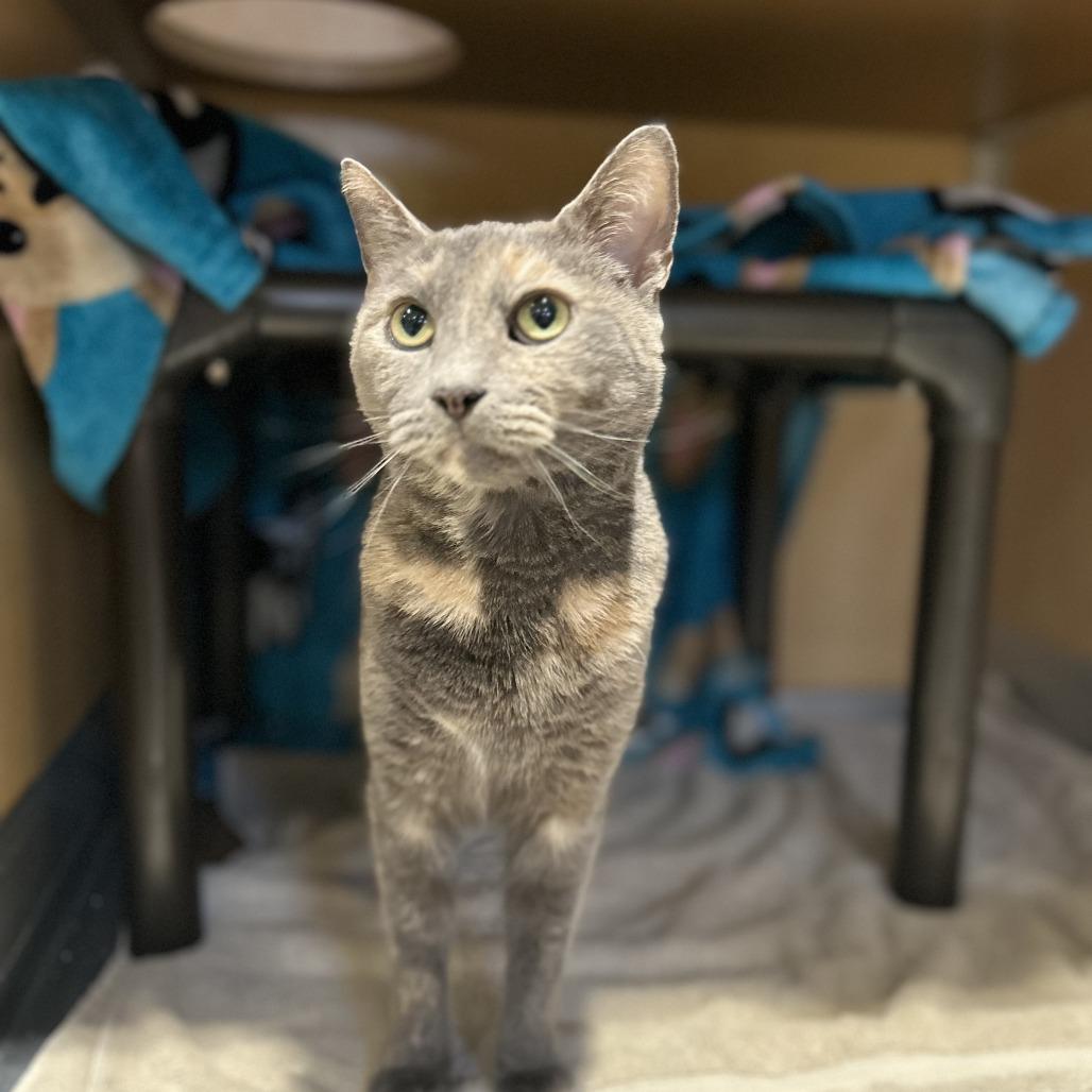 Enlarge Kit, a Adoptable mixed breed in Chesapeake, VA image 3/4