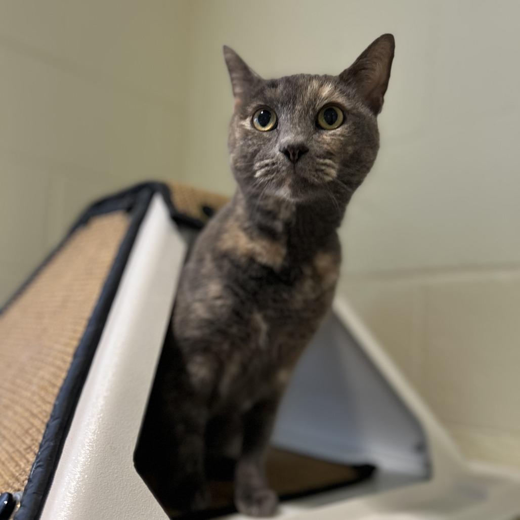 Enlarge Kit, a Adoptable mixed breed in Chesapeake, VA image 4/4