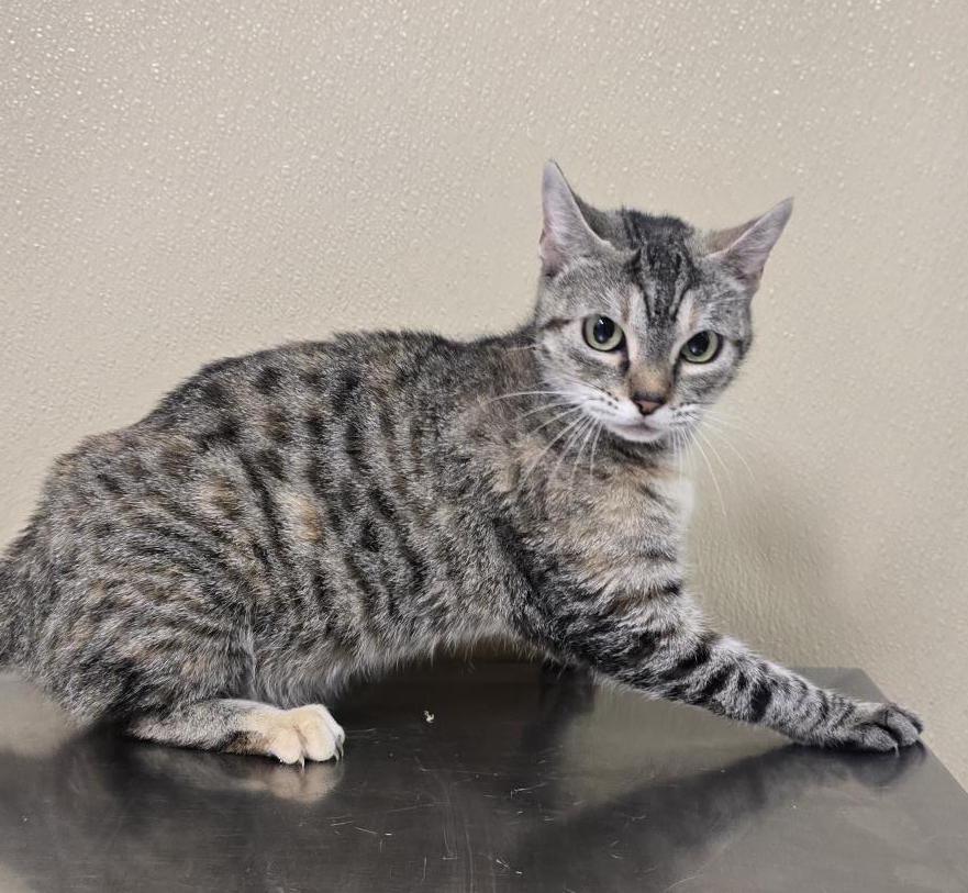 Sara, Adoptable, Young Female Domestic Short Hair & Tabby.