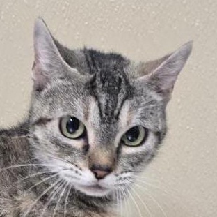 Enlarge Sara, a Adoptable mixed breed in Brainerd, MN image 2/3