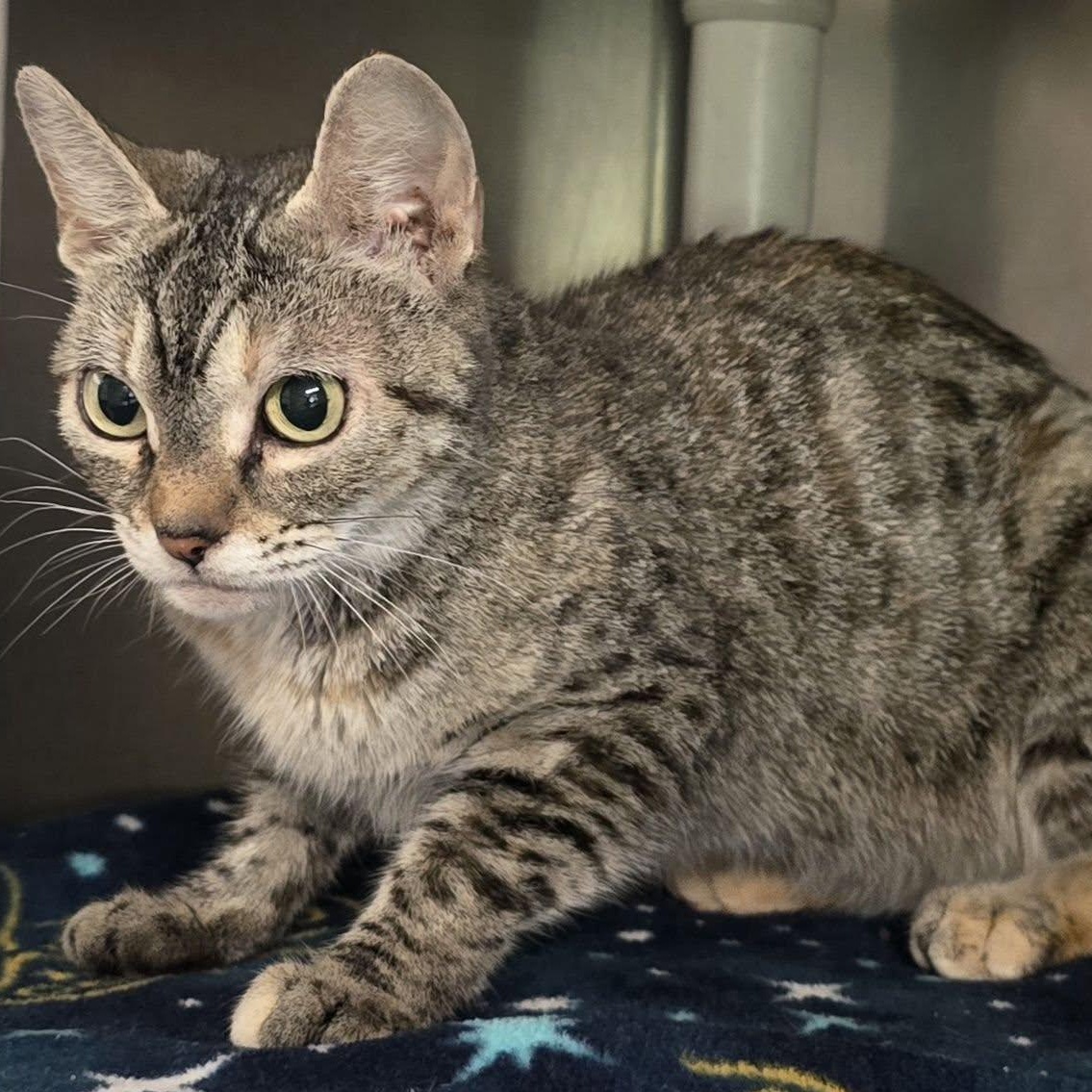 Enlarge Sara, a Adoptable mixed breed in Brainerd, MN image 1/2