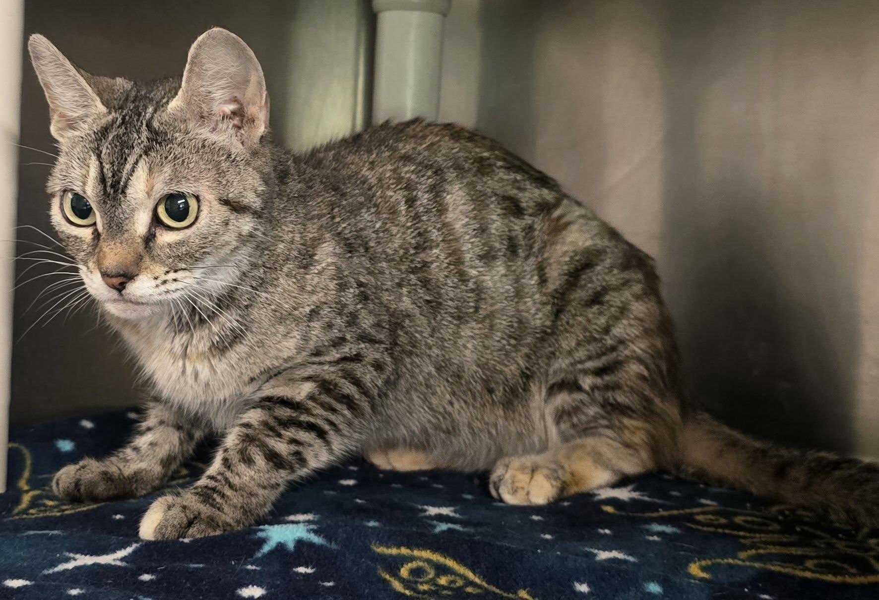 Enlarge Sara, a Adoptable mixed breed in Brainerd, MN image 3/3