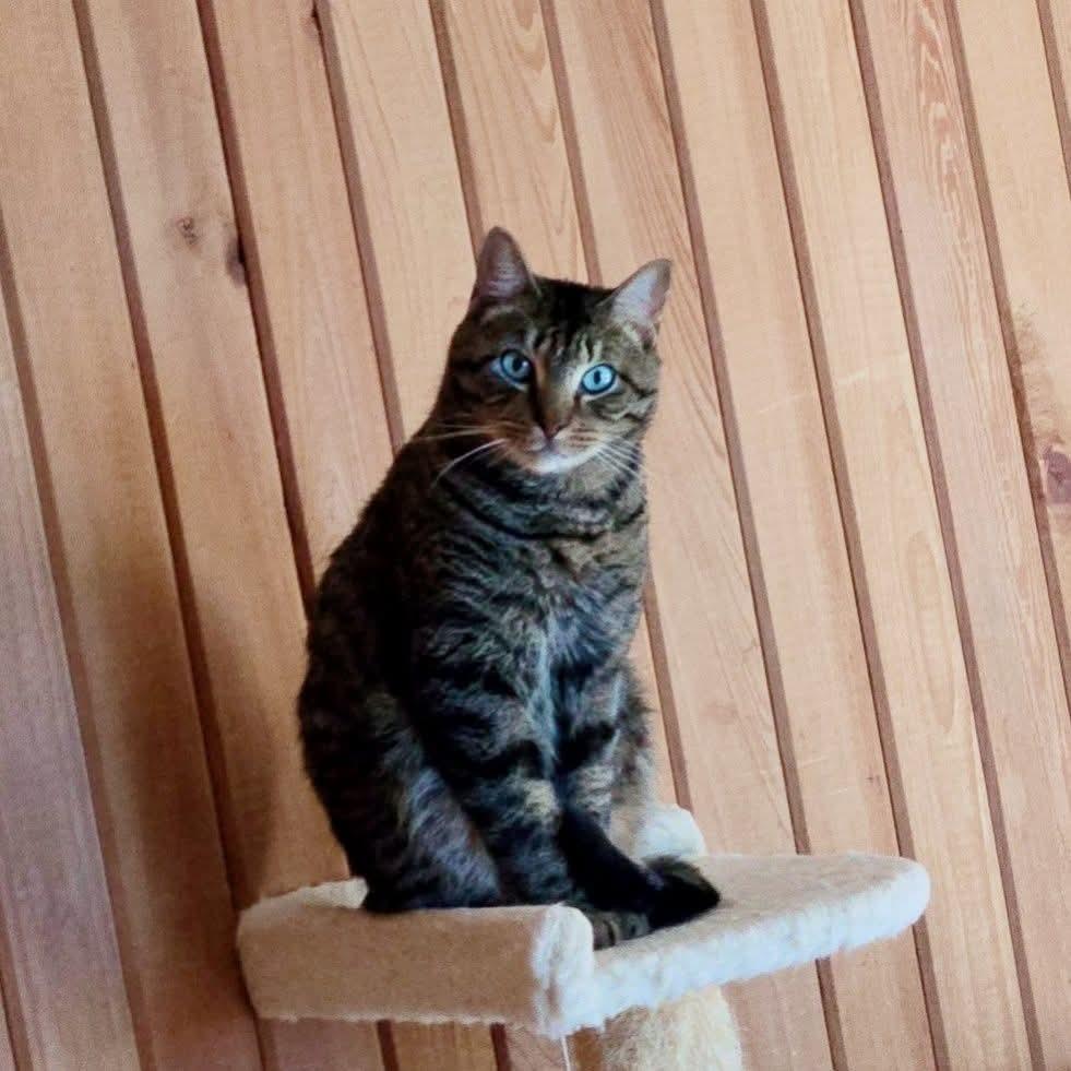 Enlarge Tigger, a Adoptable Domestic Short Hair in Gonzales, LA image 1/1