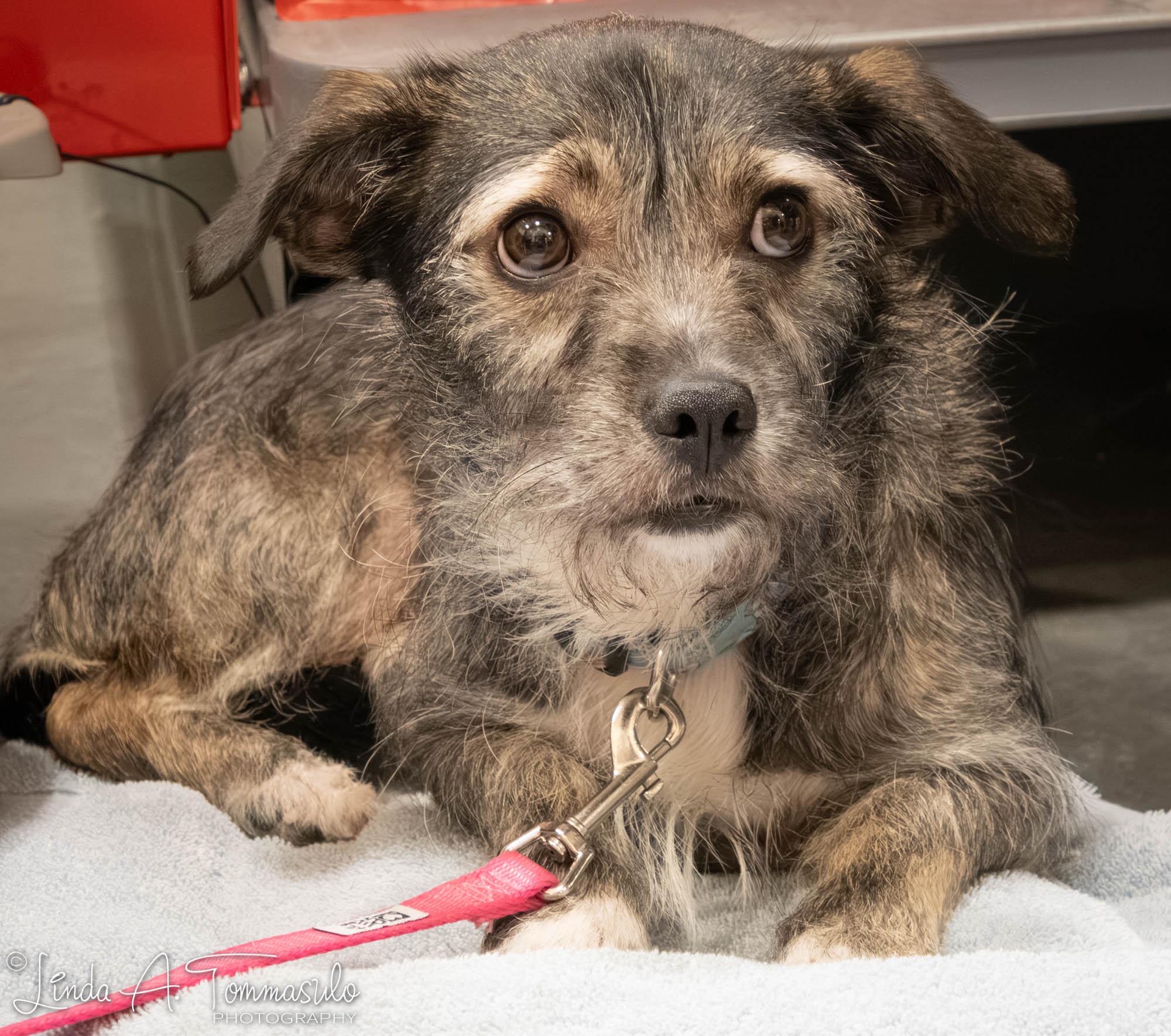 Missy (Mistletoe), ADOPTABLE, Adult Female Terrier.