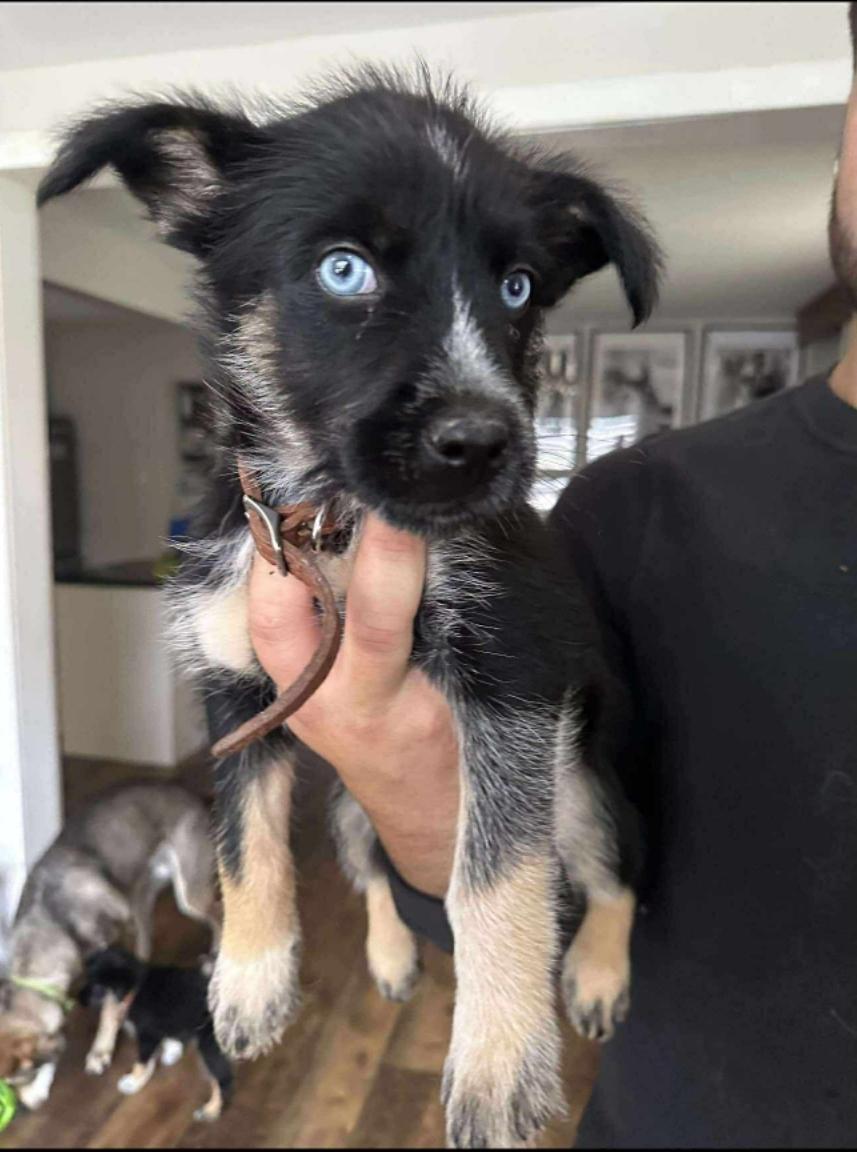 Maggie, an adoptable Terrier, Husky in Winnipeg, MB, R3E 2Z9 | Photo Image 1