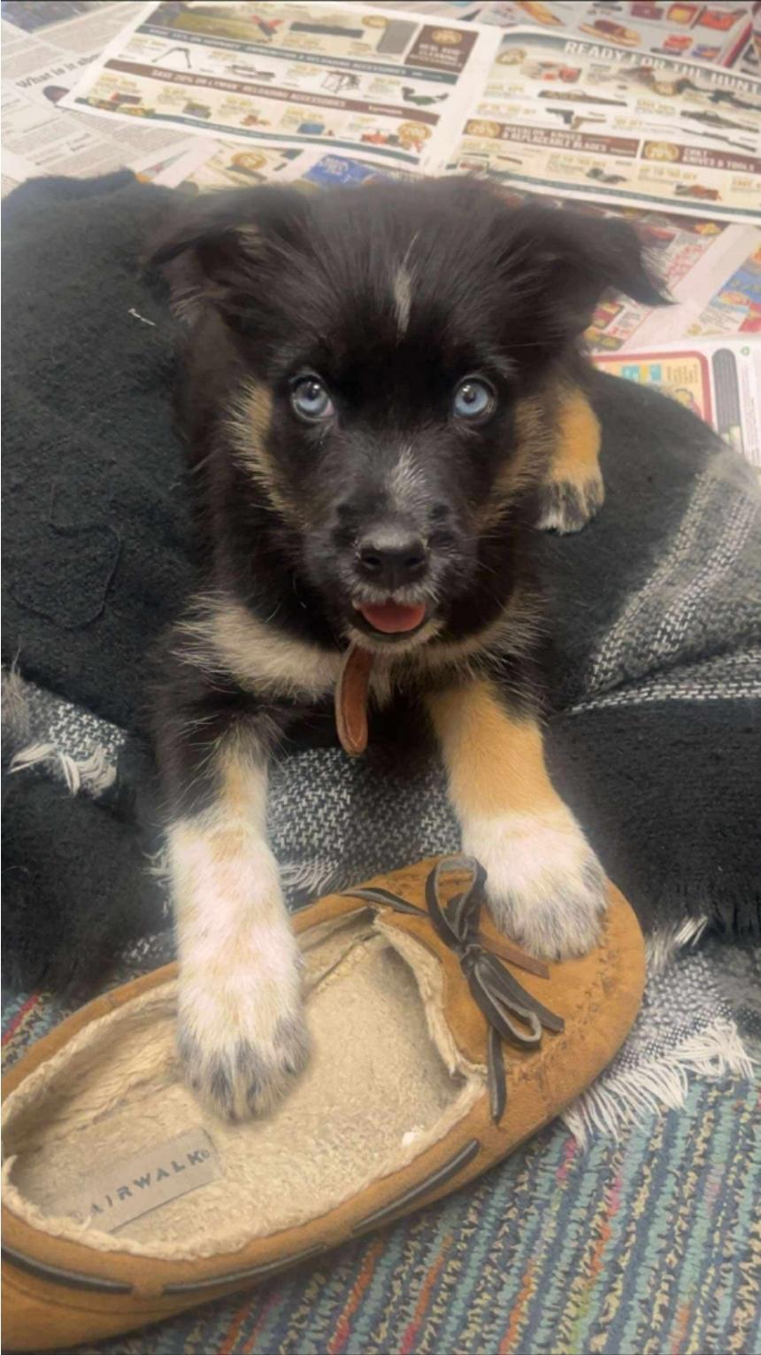Maggie, an adoptable Terrier, Husky in Winnipeg, MB, R3E 2Z9 | Photo Image 2