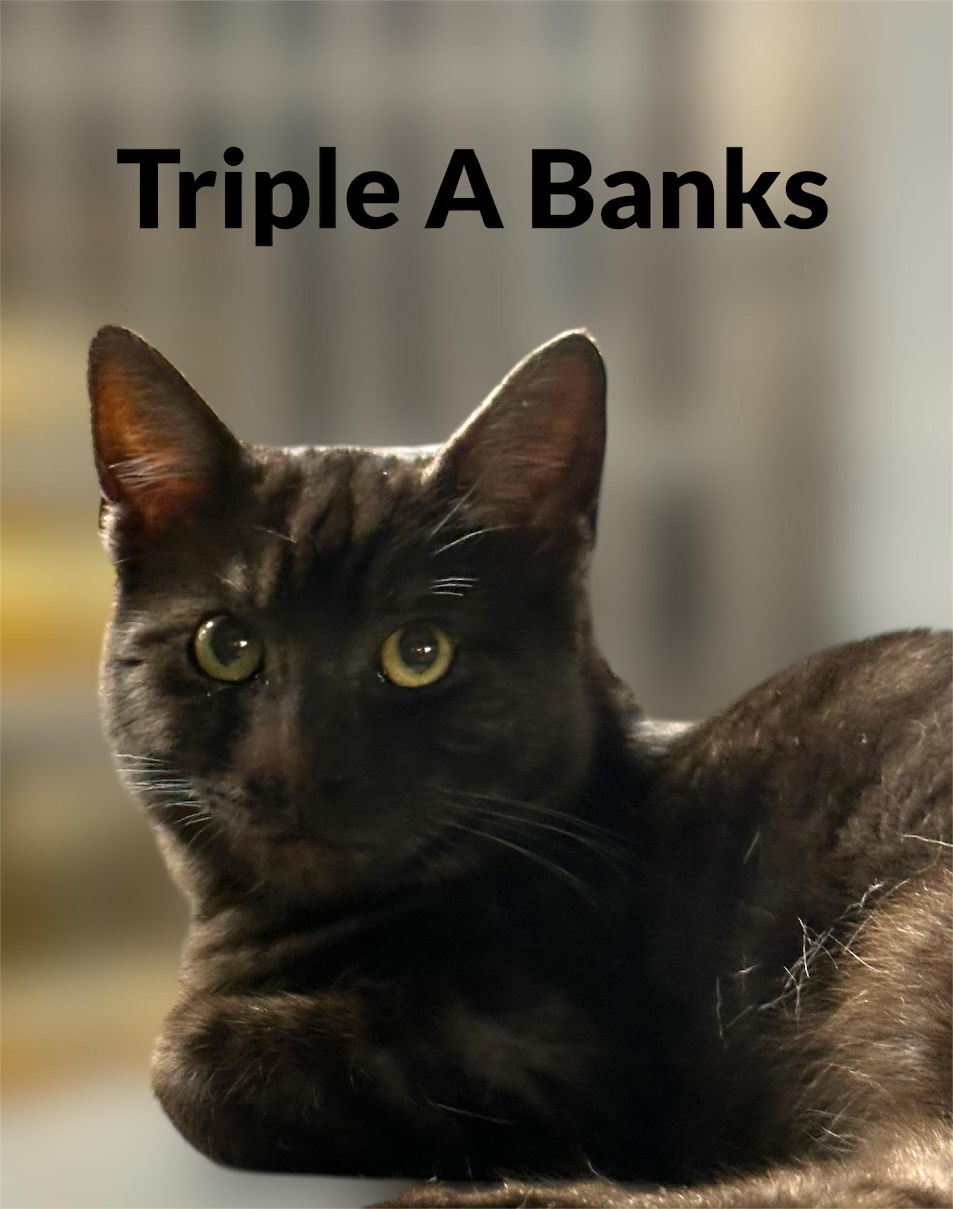 Enlarge Mr. Triple A. Banks, a ADOPTABLE Domestic Short Hair in Auburn, CA image 1/1