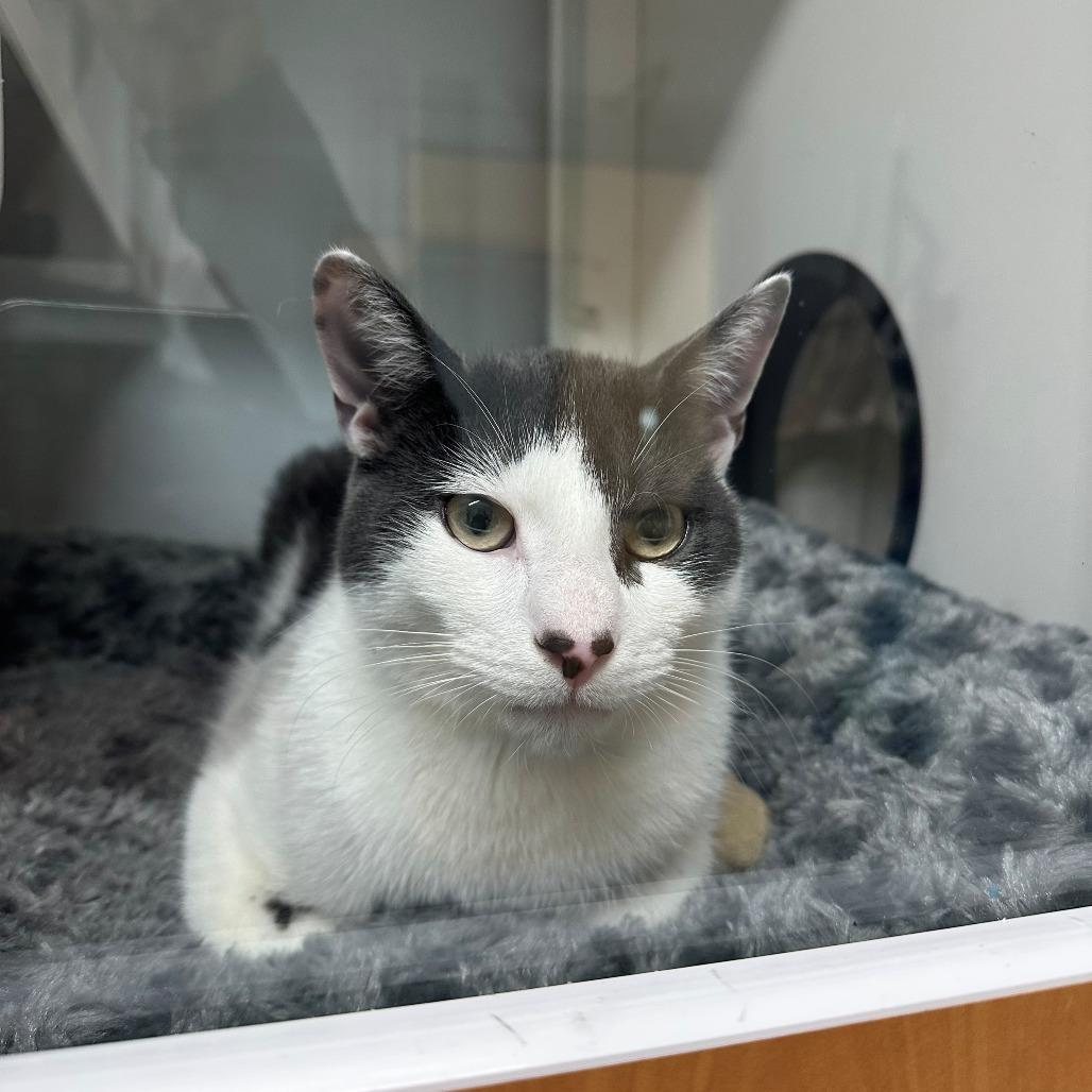 Enlarge milo, a Adoptable Domestic Short Hair in Branford, CT image 1/1