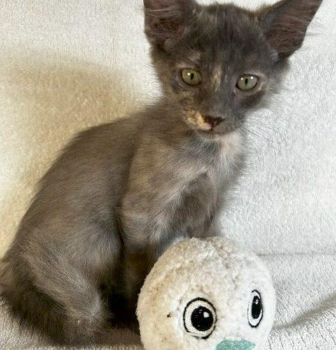 Enlarge Alex, a Adoptable Tortoiseshell in Paulina, LA image 1/3